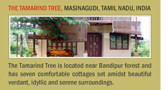 The Tamarind Tree, Masinagudi, Tamil Nadu, India