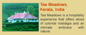 Tea Meadows, Kerala, India